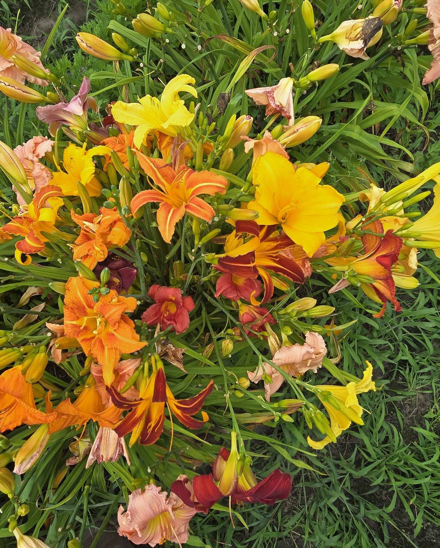 Daylily Mixed - Bulk Landscaping Preorder Spring 2026 - Terra Ceia